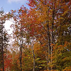 autumn-a-20041009-a-144x144.jpg