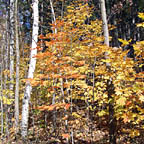 autumn-b-20041009-144x144.jpg