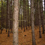 autumn-f-20041009-144x144.jpg
