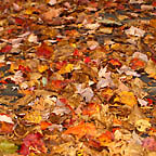 autumn-o-20041009-144x144.jpg