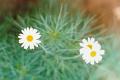 photo-daisies