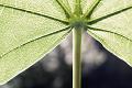 photo-maple-leaf-backlit-by-the-sun