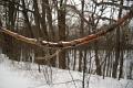 photo-ice-covered-branch
