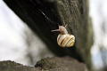 photo-upside-down-snail