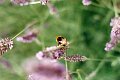 photo-bee
