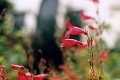 photo-colourful-flowers